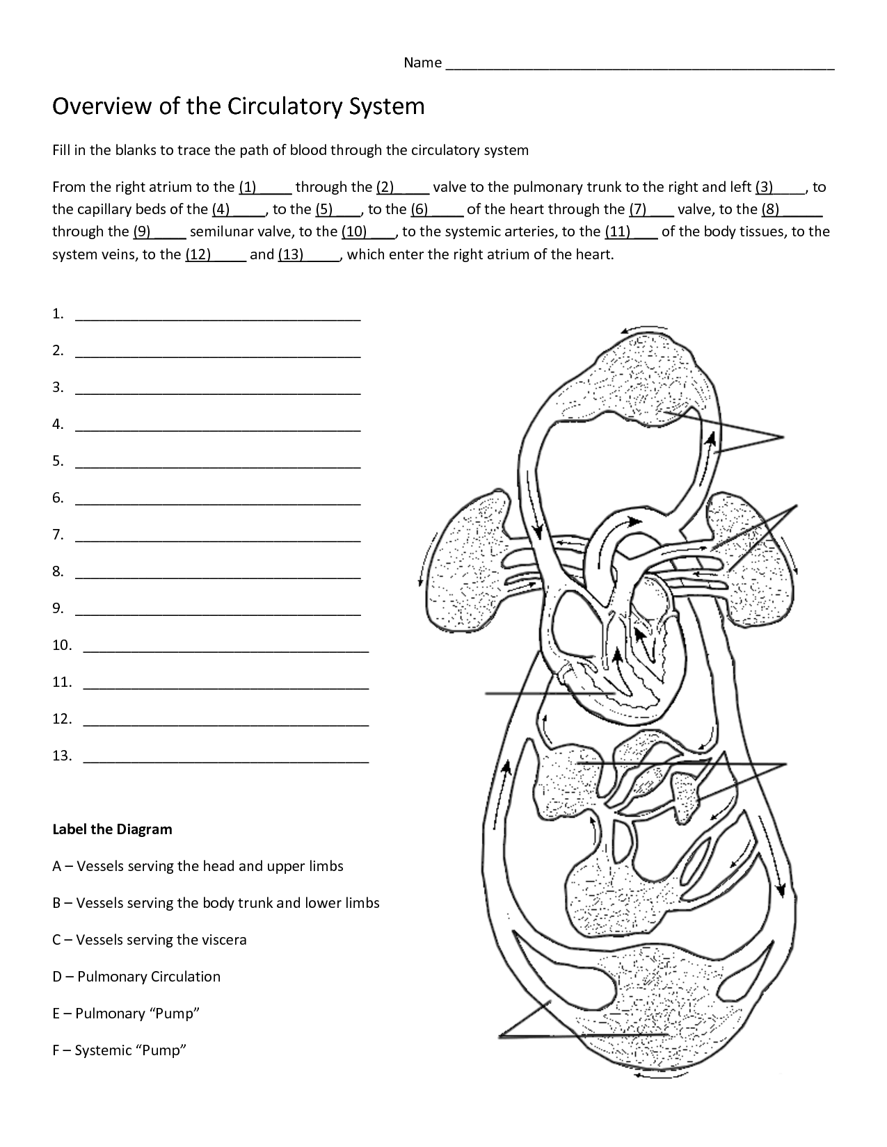 Circulatory System Worksheet Answers