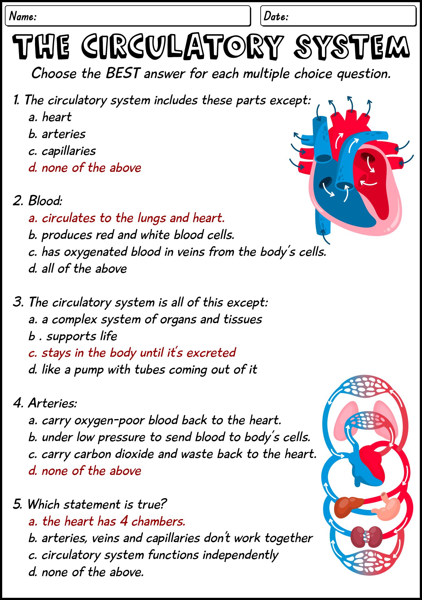 Circulatory System Worksheet Answers