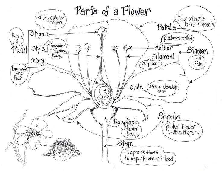 Parts Flower Diagram Worksheet Image