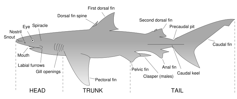 Shark Facts for Kids Printable Image