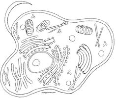 Animal Cell Coloring Page Image
