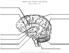 Brain Anatomy Diagram Unlabeled Image
