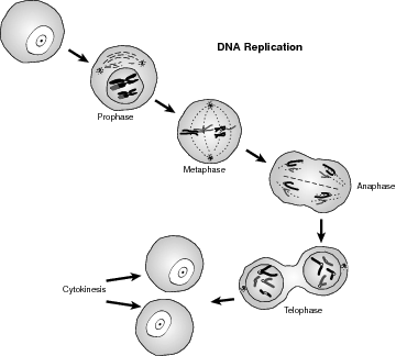 Cell Cycle Interphase Mitosis Cytokinesis Image