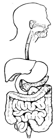 Digestive System Worksheet Image