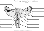 Female Uterus Anatomy Diagram Image