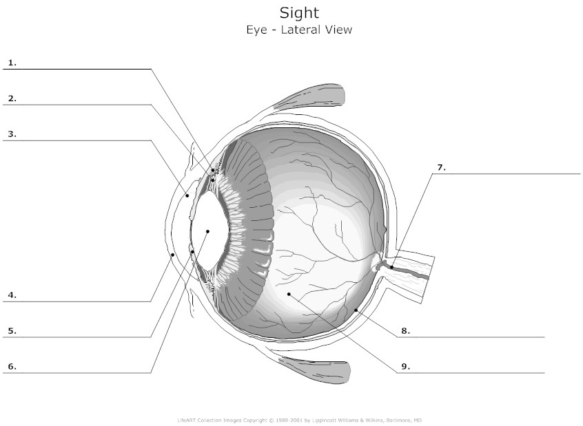 Human Eye Diagram Unlabeled Image