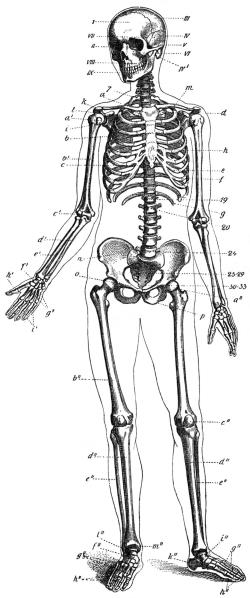 Human Skeleton Drawing Image