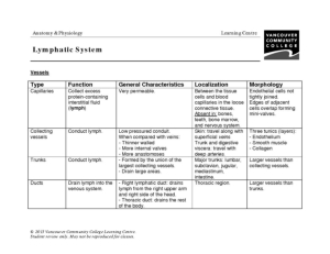 Lymphatic System Worksheet Image