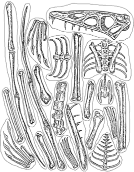 Mystery Fossil Bones Activity Image