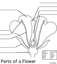 Blank Flower Parts Worksheet Image