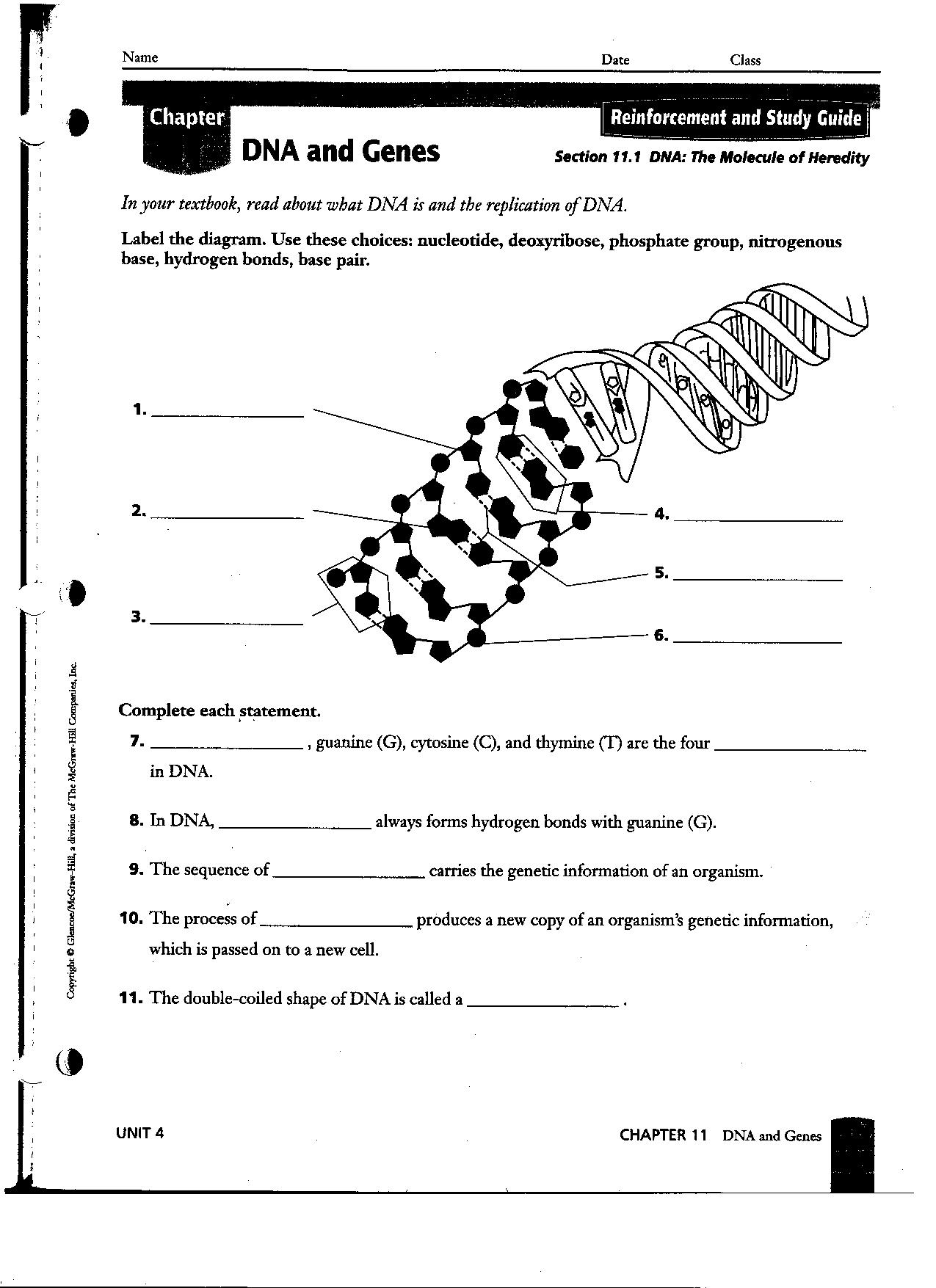 Chapter 11 DNA and Genes Worksheet Answers Image