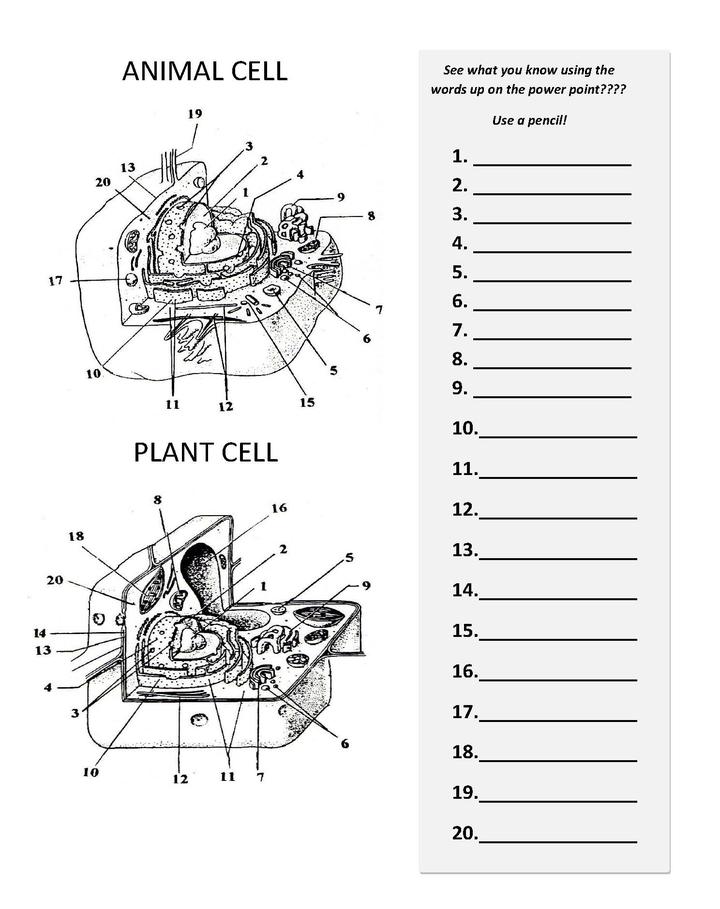 Plant and Animal Cell Diagram Worksheet Image
