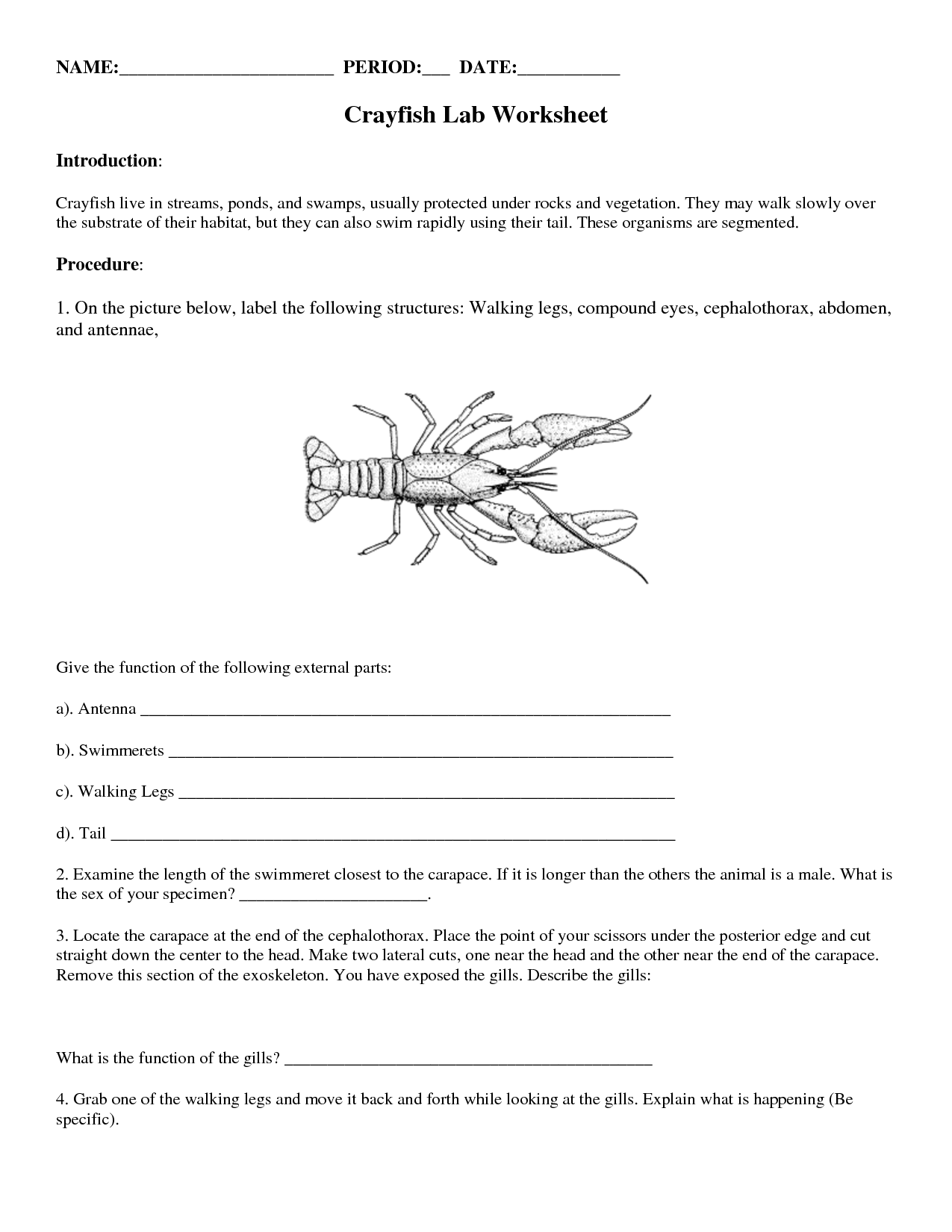 18-printable-lab-worksheet-worksheeto