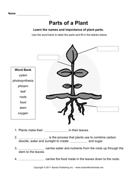 Biology Parts of a Plant Worksheet Image