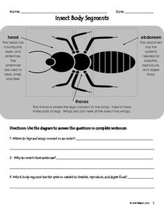 Free Insect Body Parts Worksheet Image
