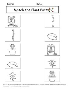 Matching Plant Worksheets Image