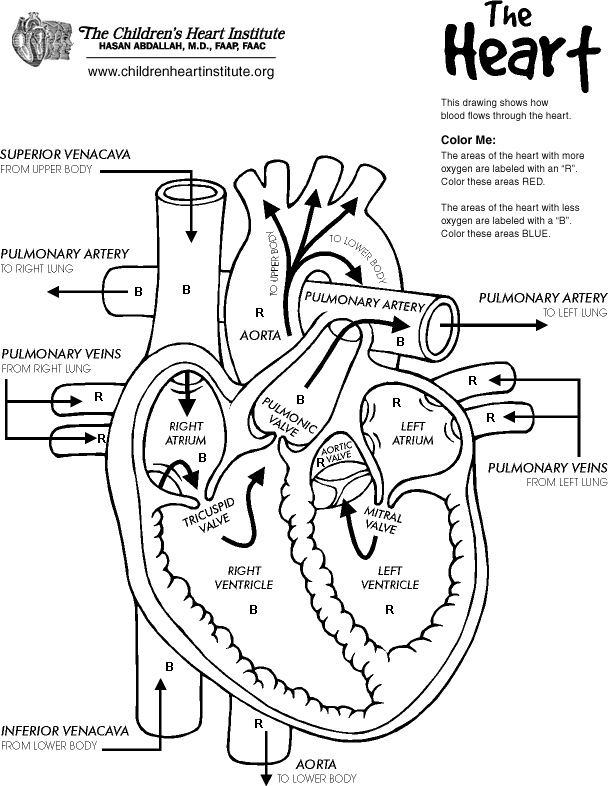 Printable Heart Diagram Image