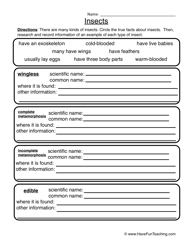Research Insects Worksheet Image