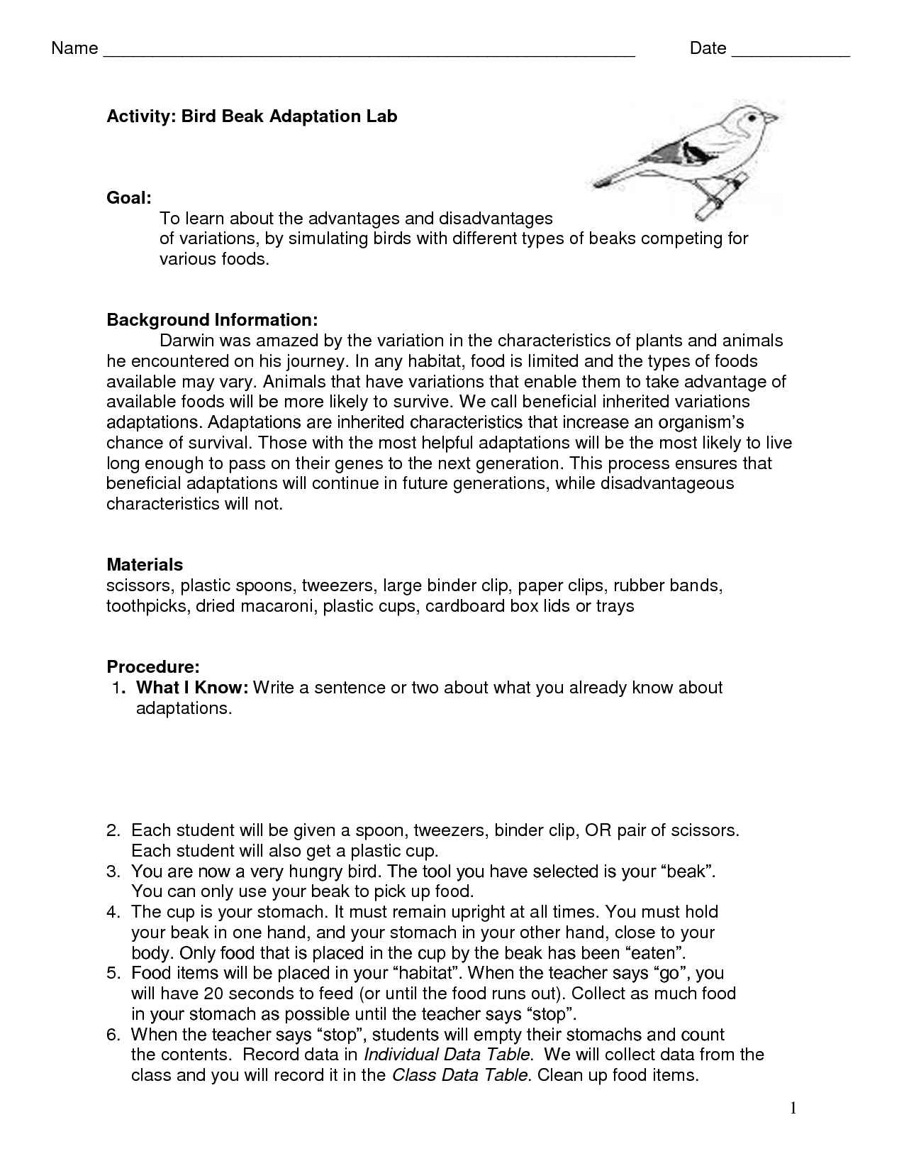 Bird Beak Adaptation Activity Worksheet Image