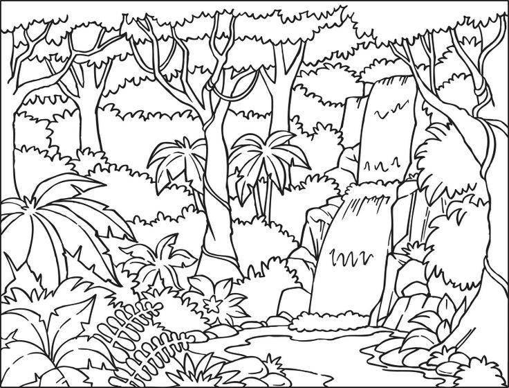 Rainforest Coloring Pages for Kids Image