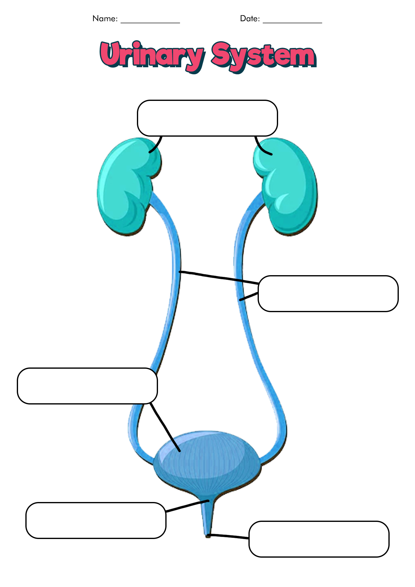 urinary-system-diagram-printable