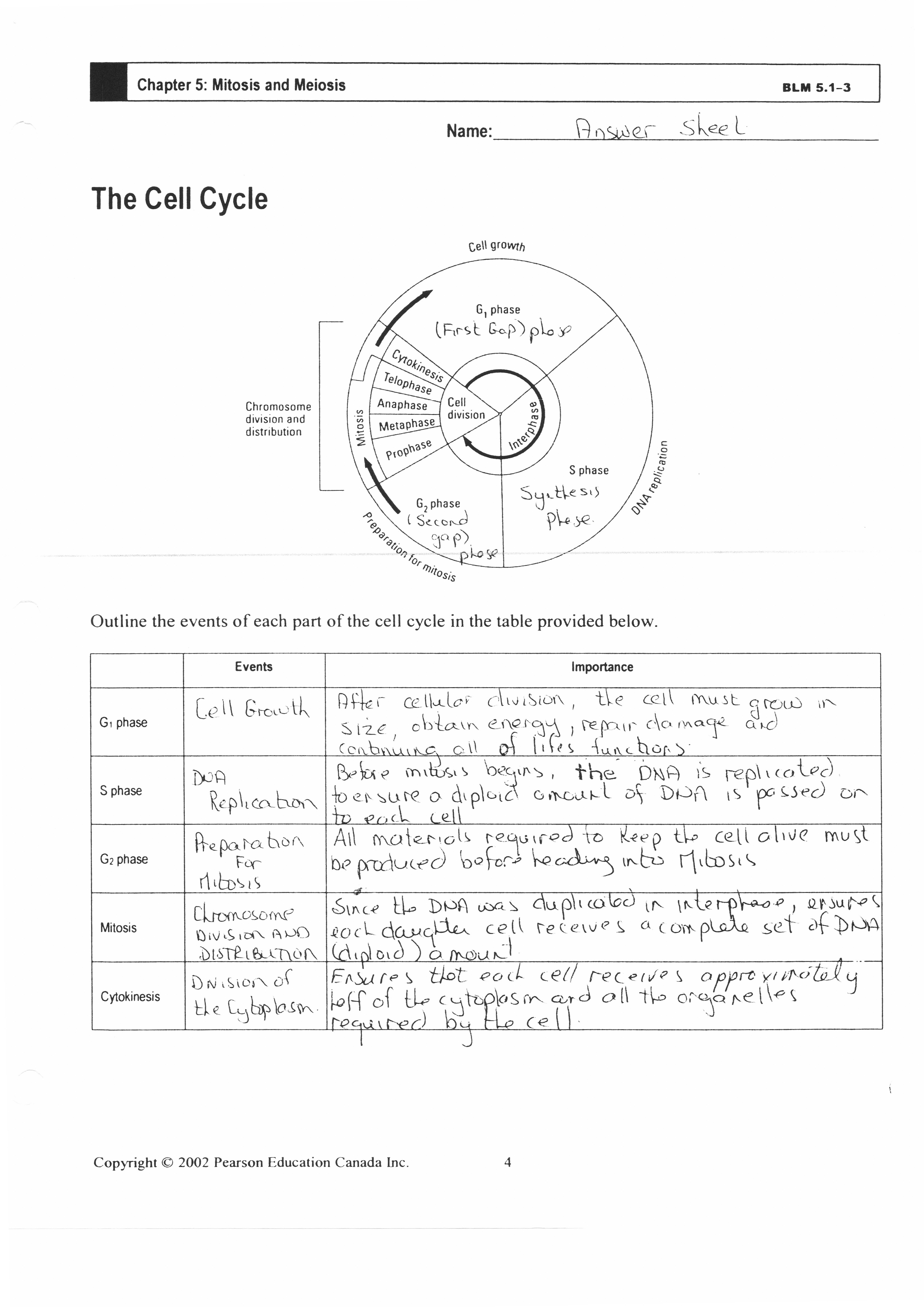 Cell Cycle Mitosis And Cancer Worksheet Answers