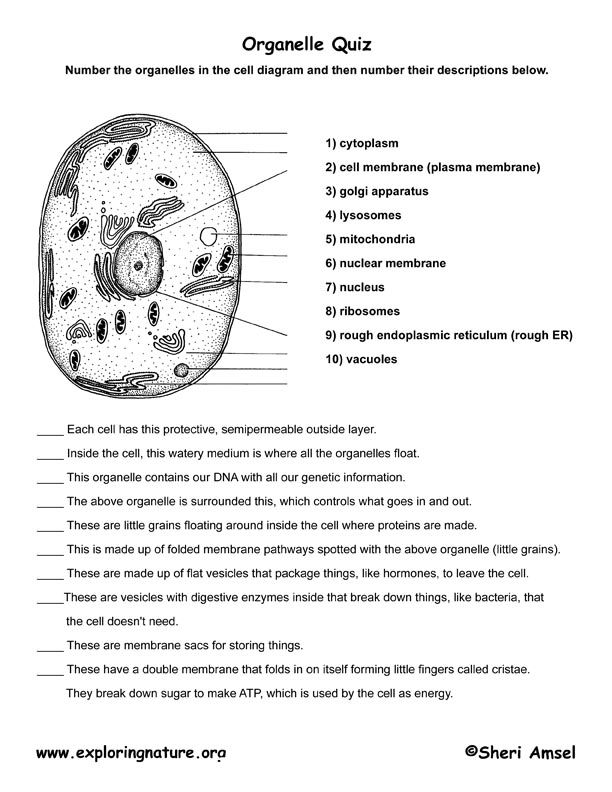 Cell Organelle Quiz Image