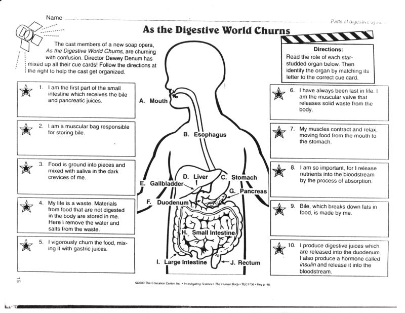 Digestive System Diagram Worksheet Image