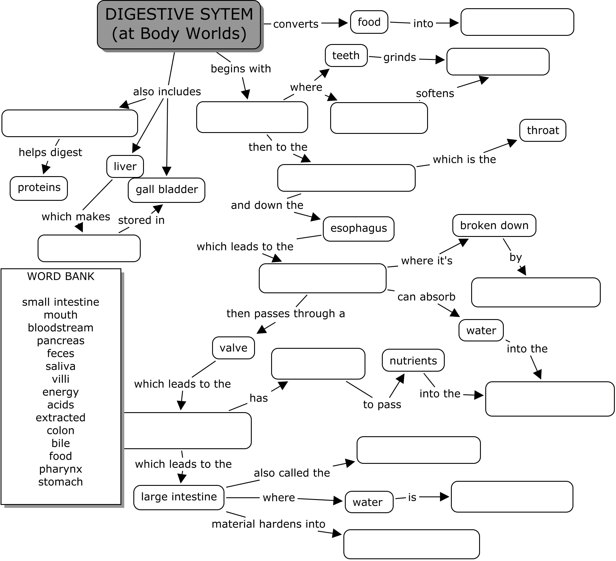Digestive System Worksheet Answers Image