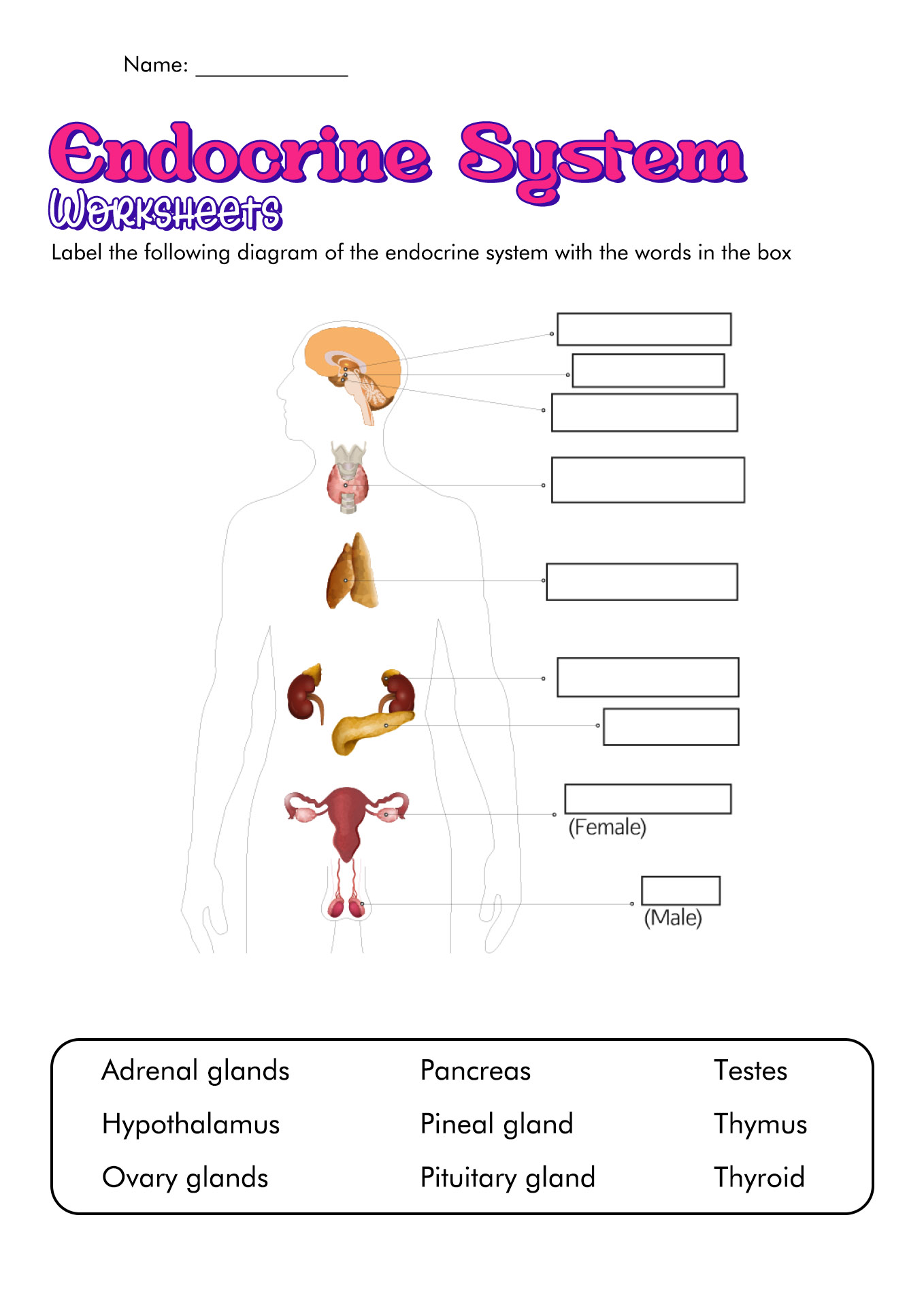 Endocrine System Worksheets Image
