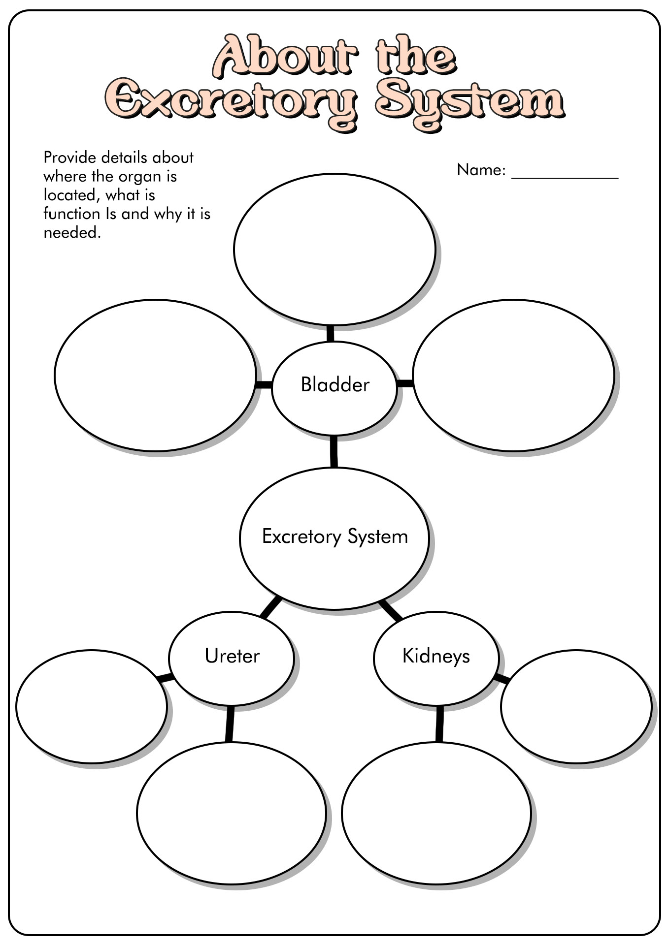 Excretory System Worksheets for Kids Image