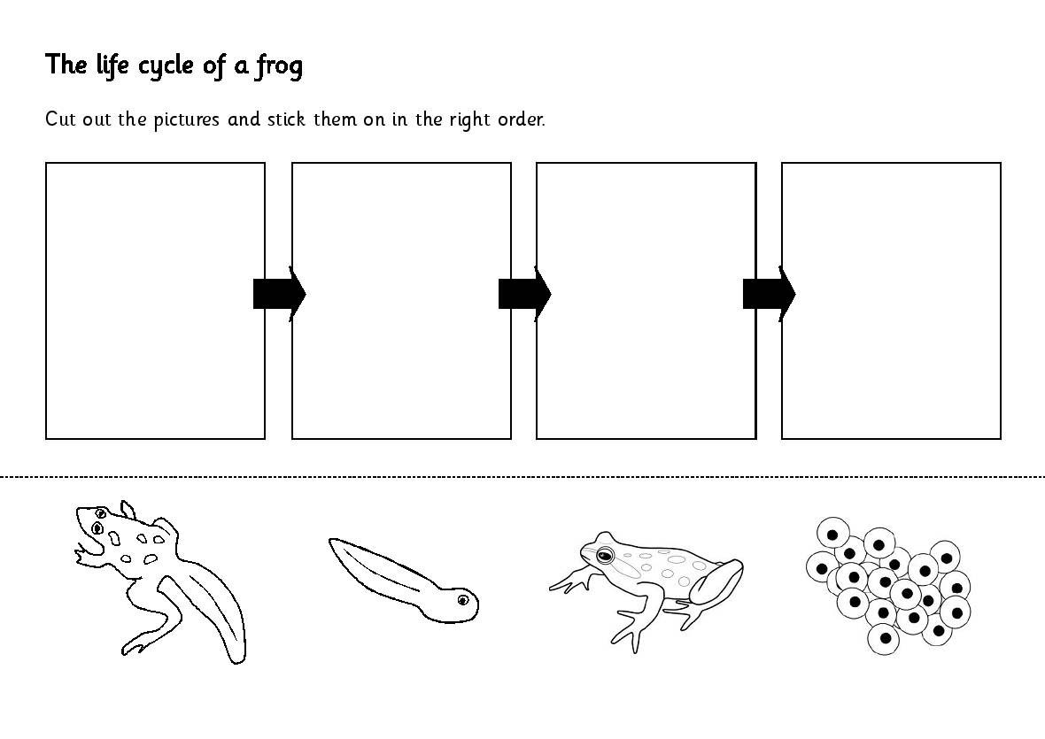 Frog Life Cycle Worksheets Image