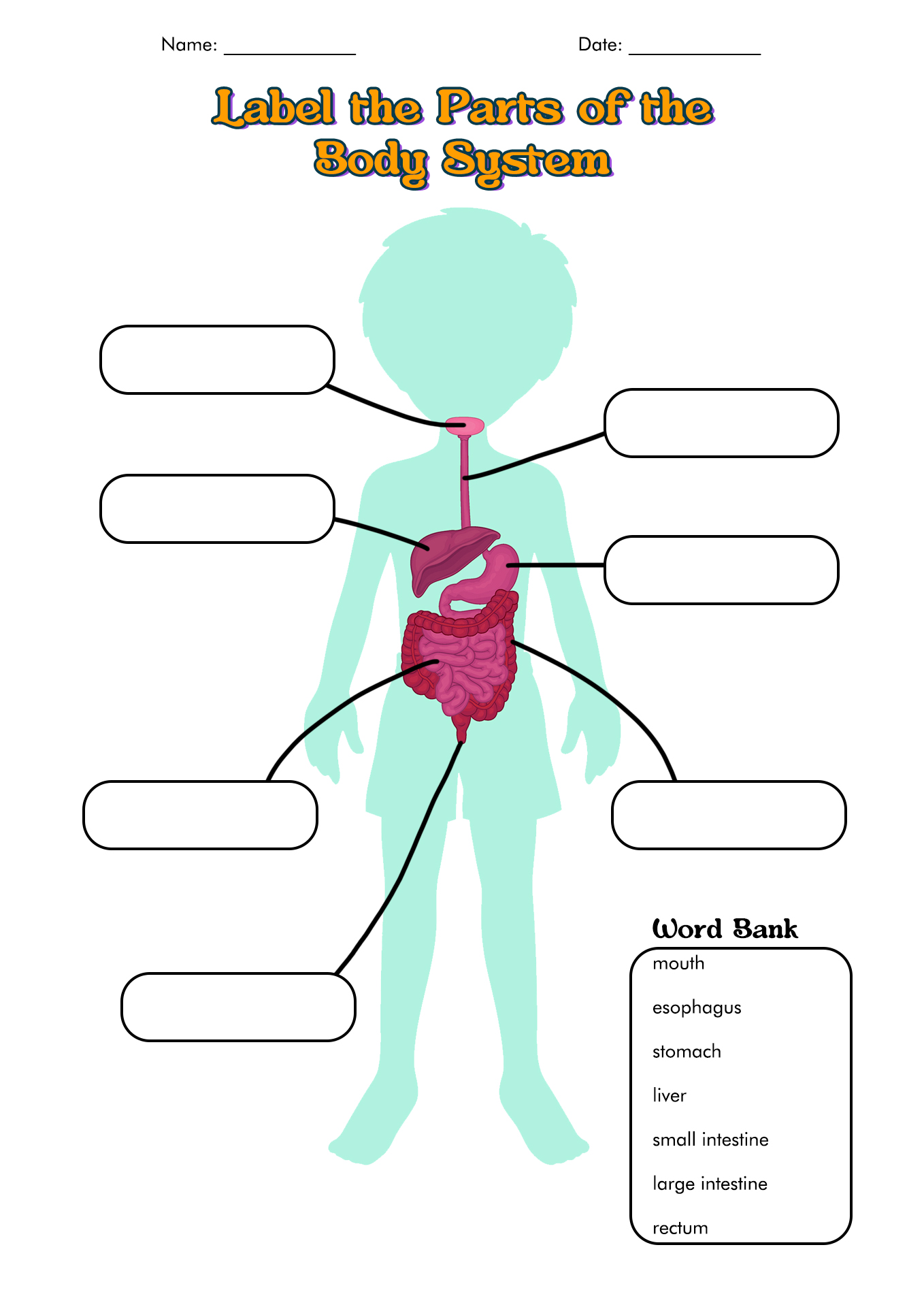 Human Body Systems Labeling Worksheet Image