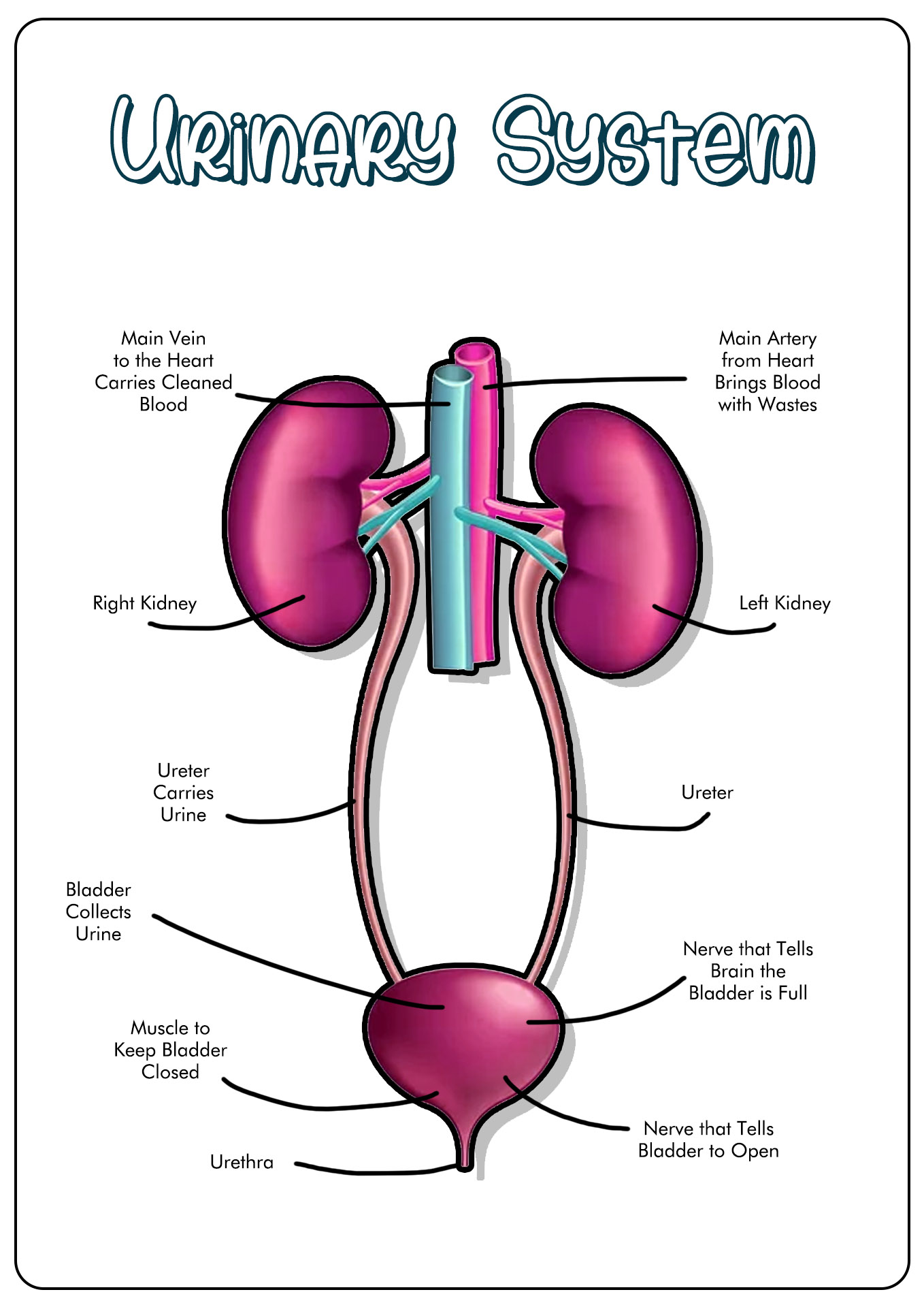Human Body Urinary System Image