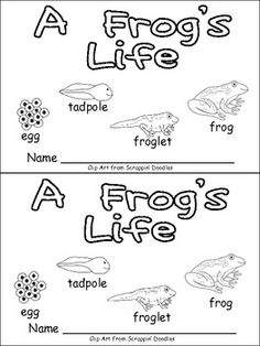 Kindergarten Frog Life Cycle Image