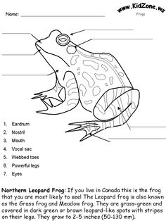 Label a Northern Leopard Frog Image