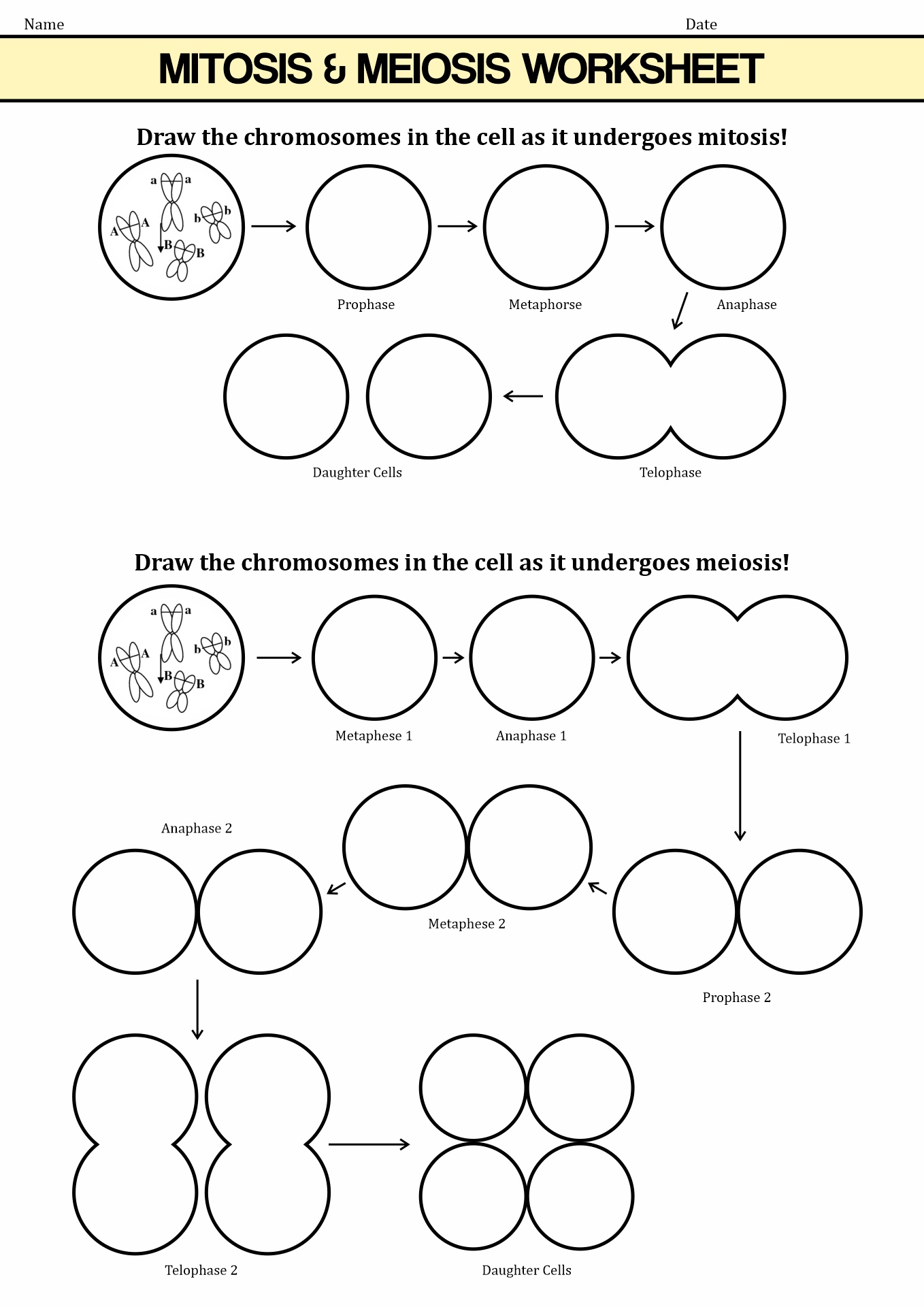 Meiosis Cell Cycle Worksheet and Answers