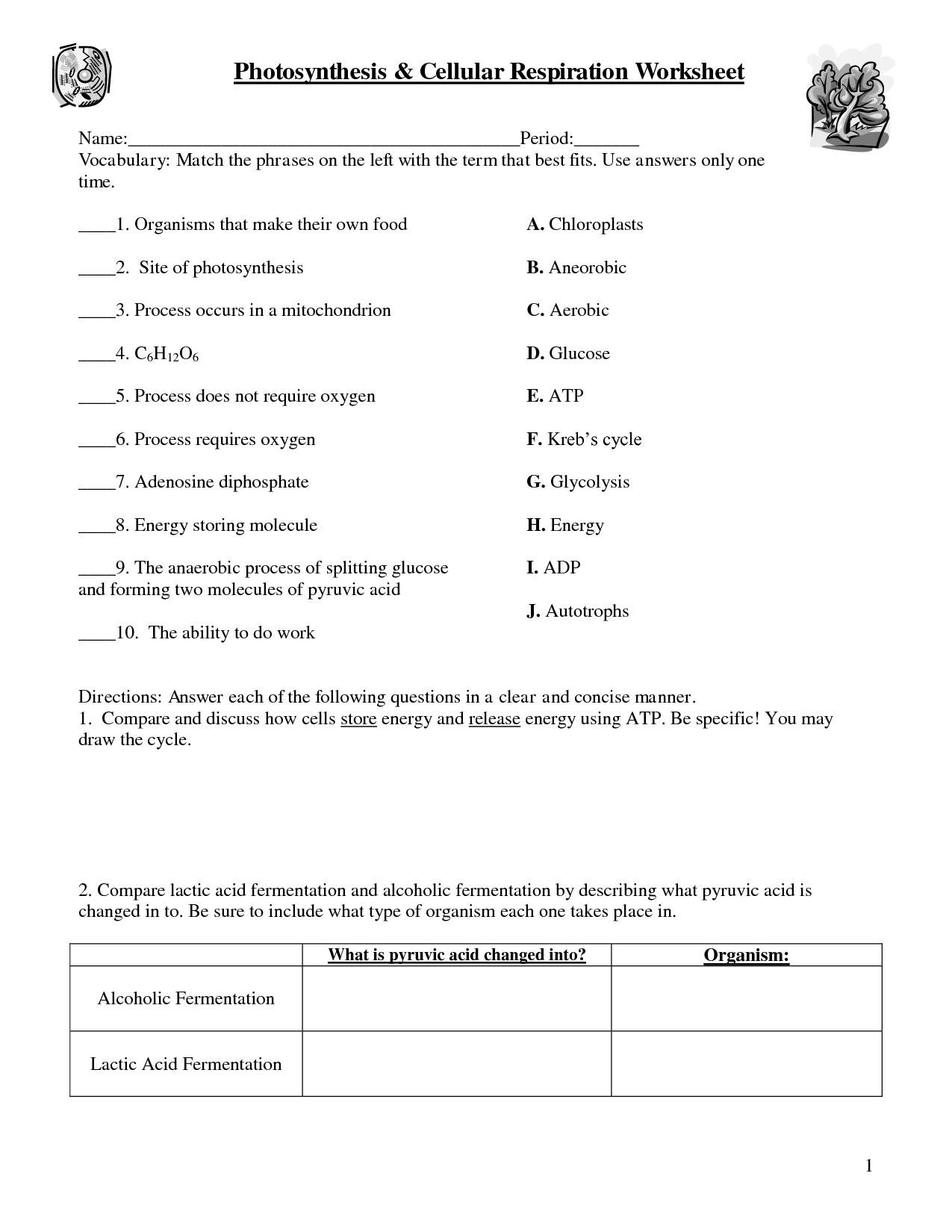 photosynthesis worksheet and answers