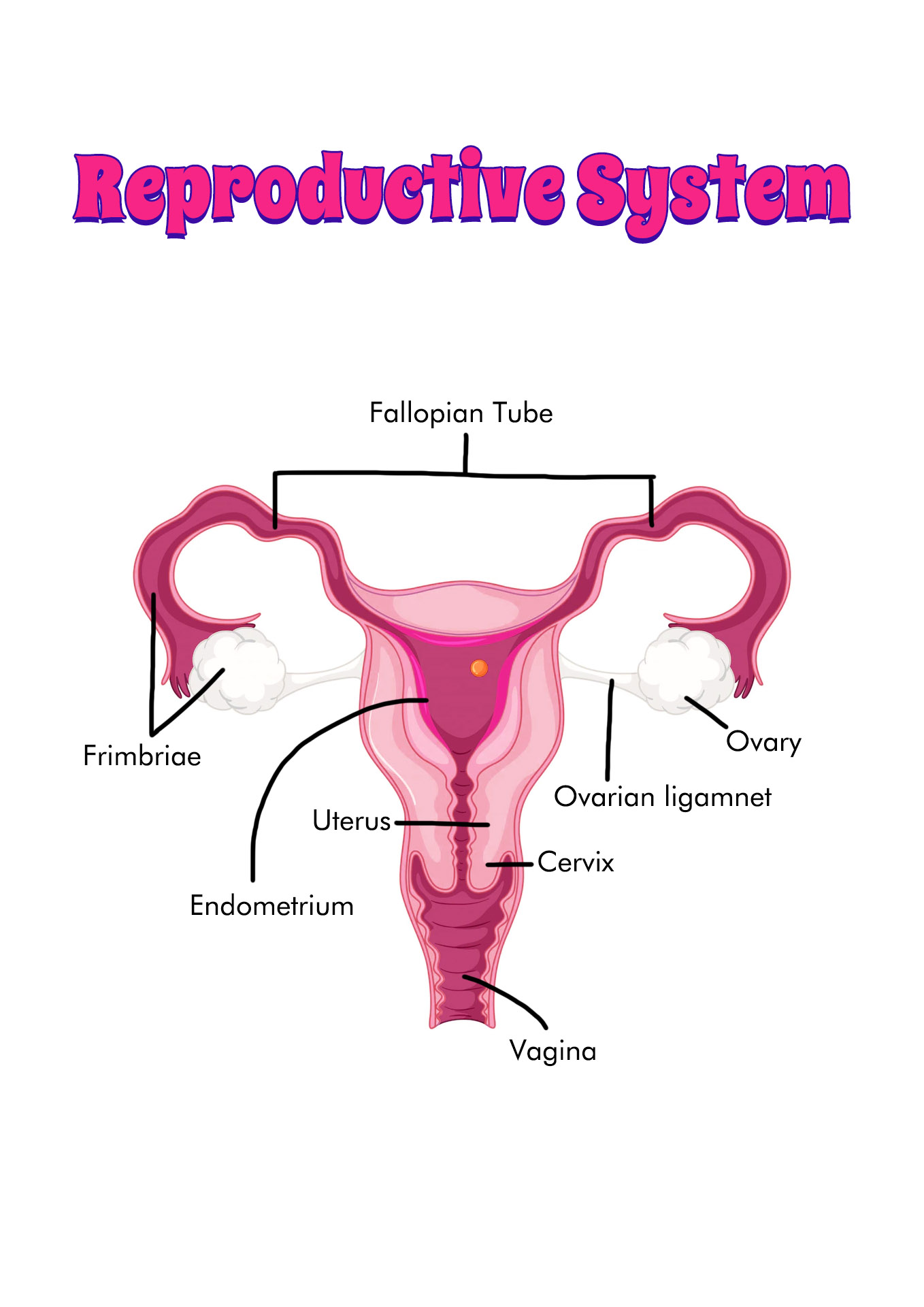Reproductive System Organs and Functions Image