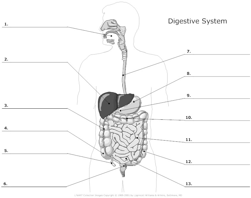 Unlabeled Digestive System Diagram Worksheet Image
