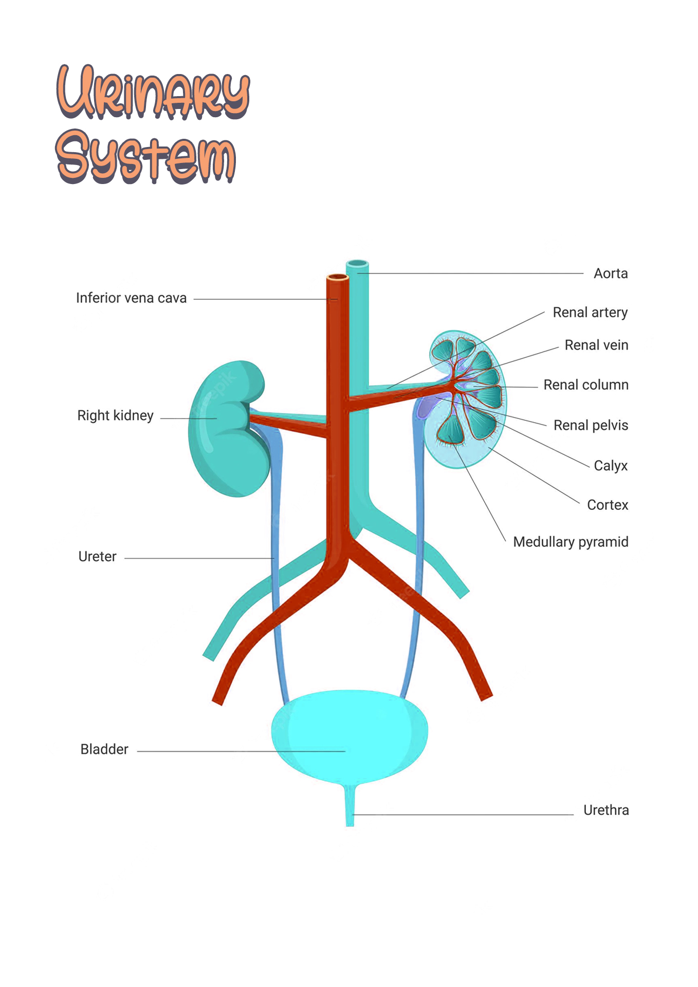 Urinary System Anatomy and Physiology Image