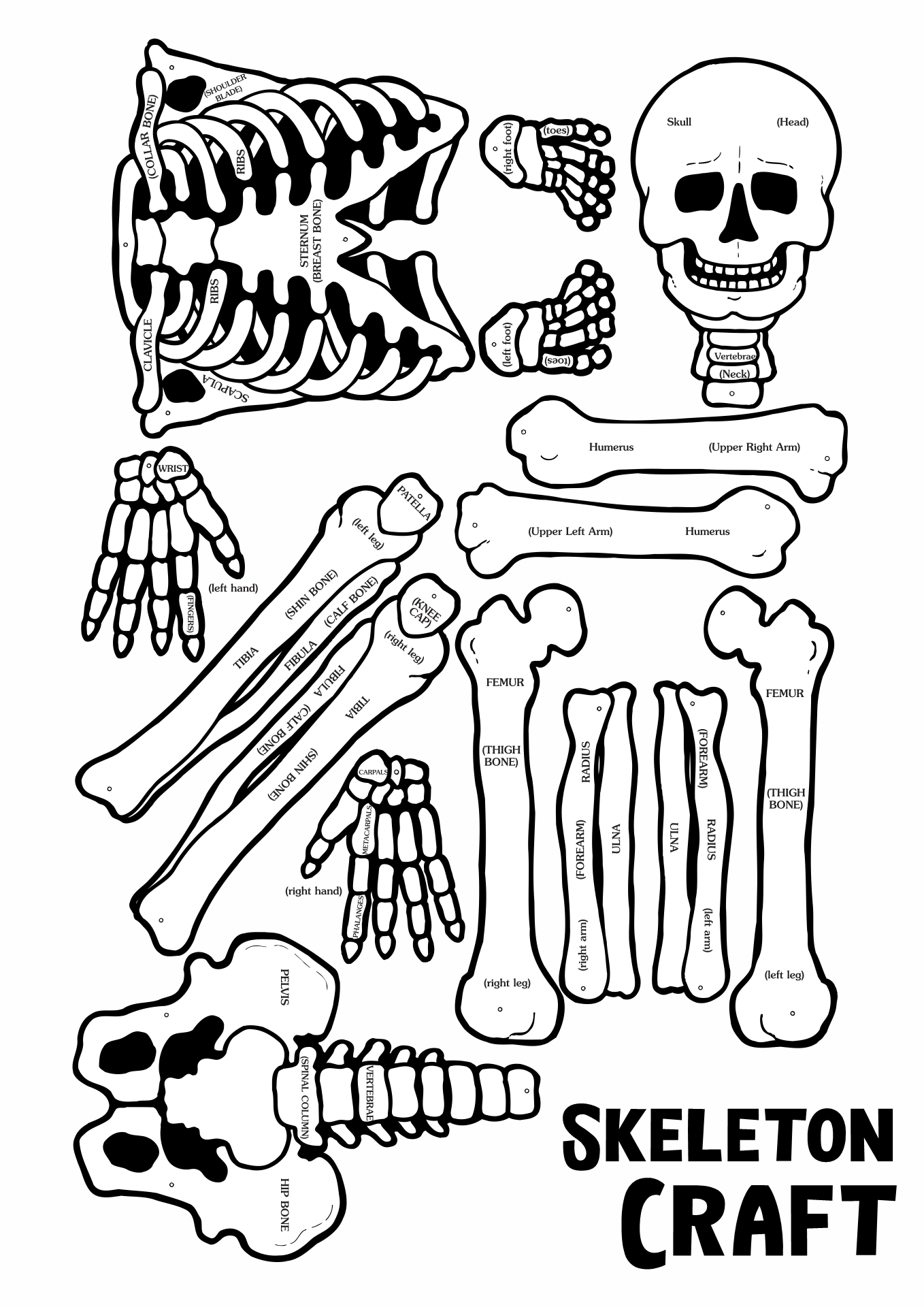 Halloween Skeleton Craft Printable Image