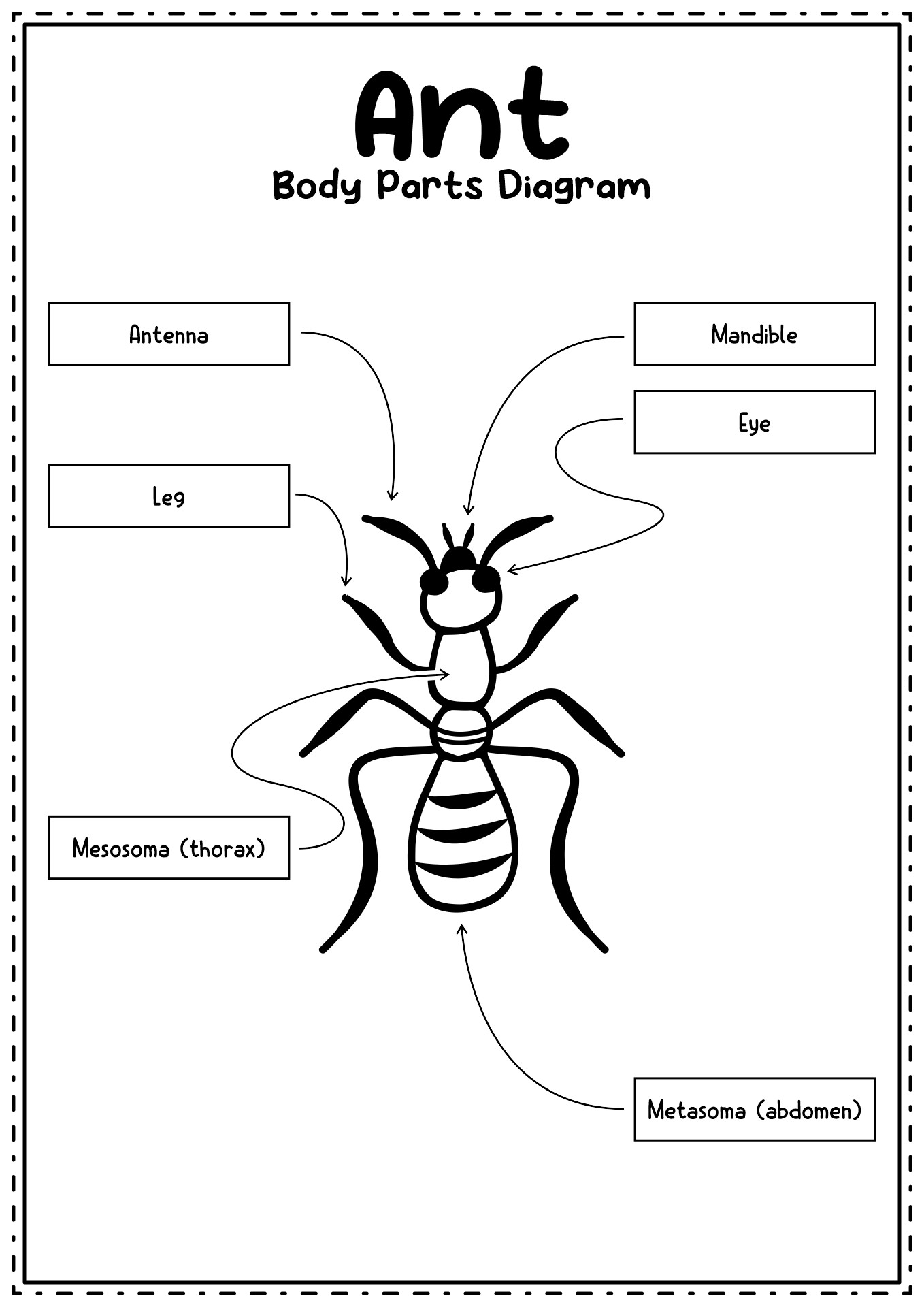 Diagram of Insect Body Parts Ants