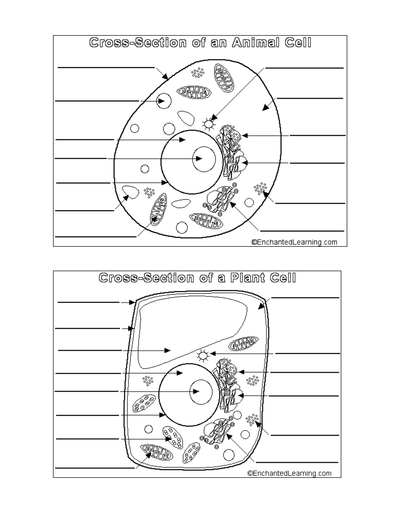 Plant And Animal Cell Coloring Worksheets / Cell Coloring Page - Coloring Home - Maybe you would like to learn more about one of these?