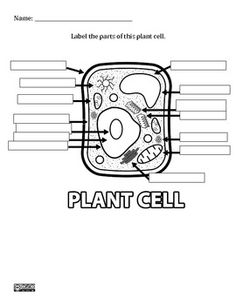 Plant Cell Diagram Worksheet Image