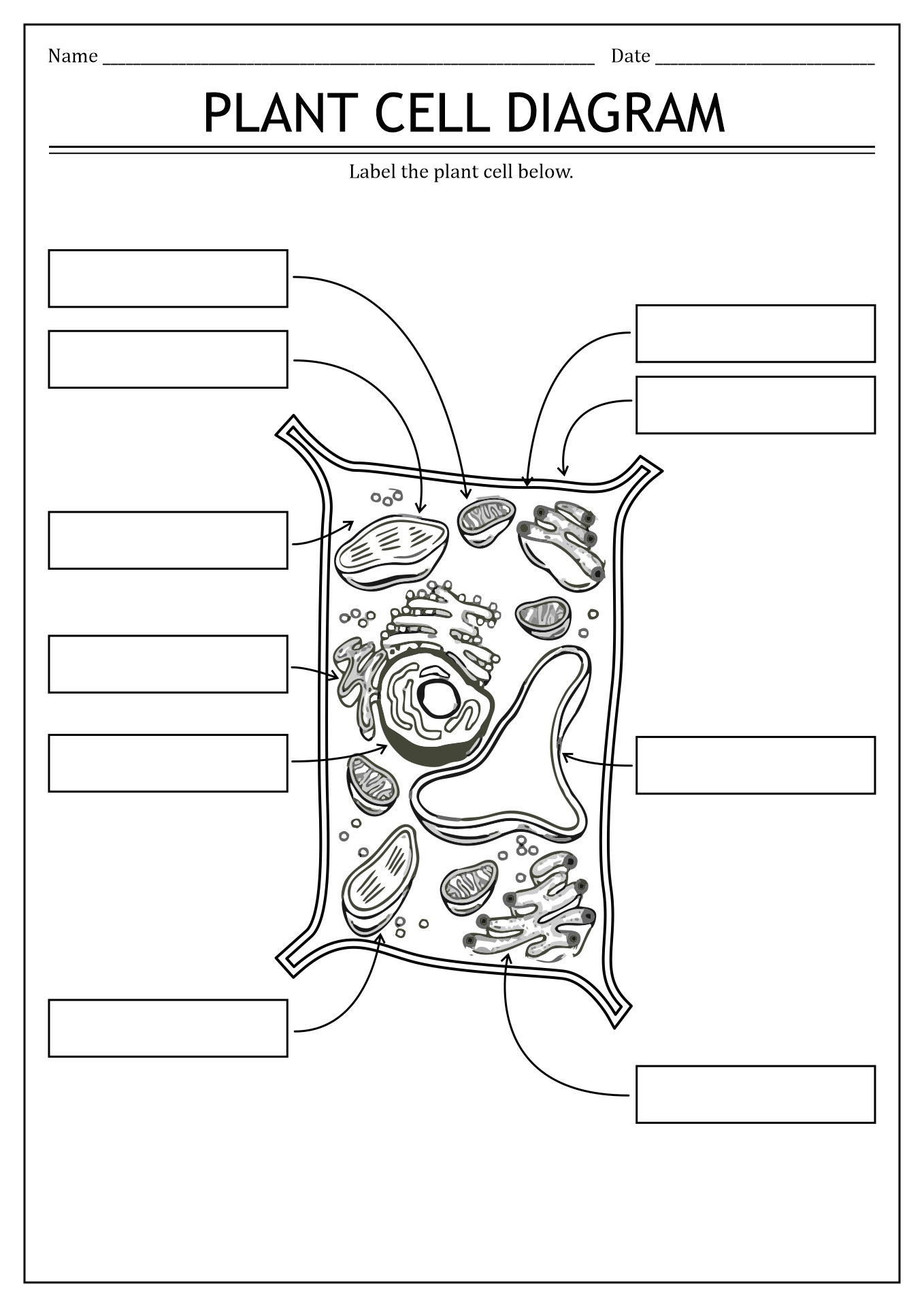 Plant Cell Structure Blank - plant cell diagram blank - DriverLayer Search Engine - Check spelling or type a new query.