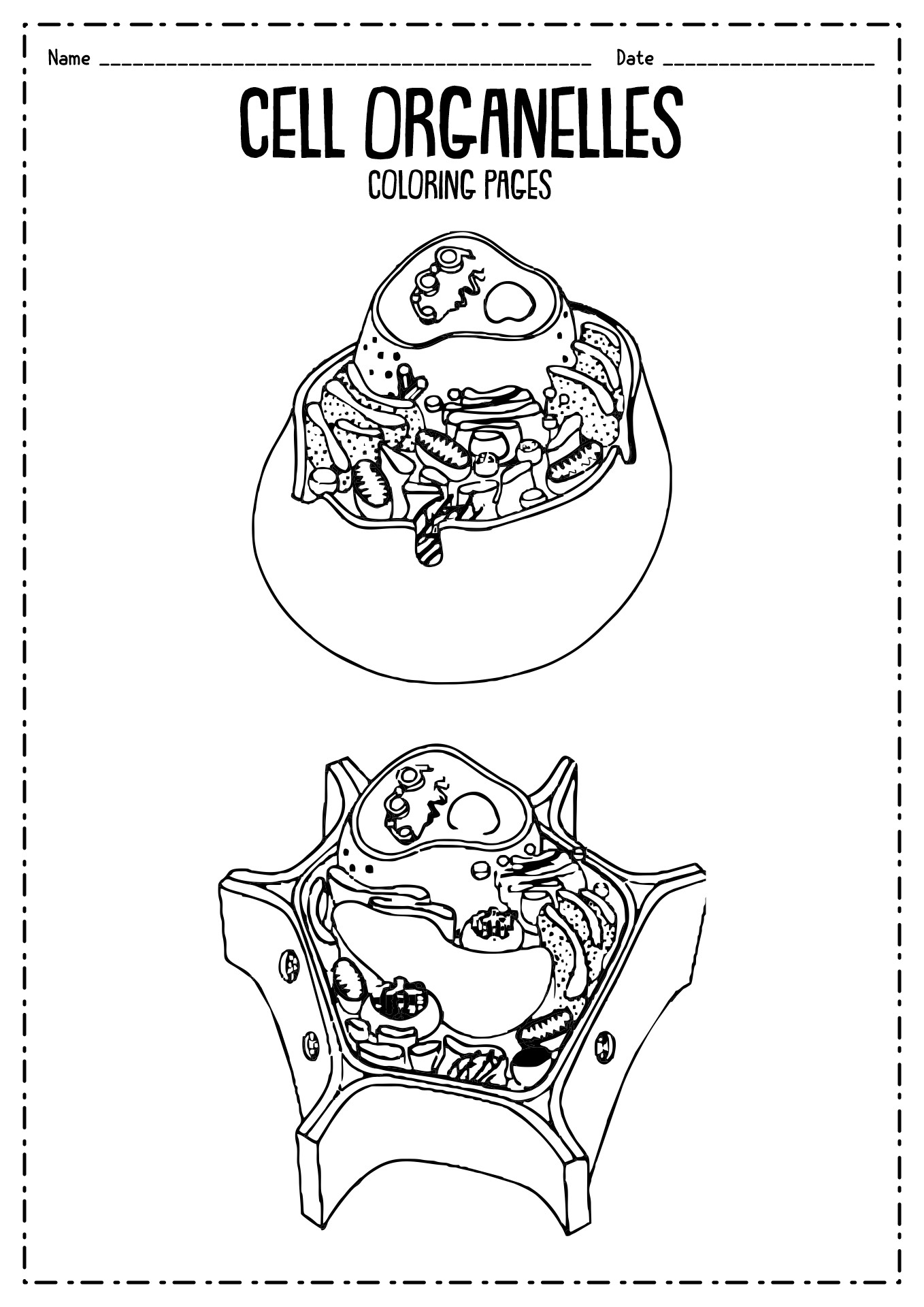 Cell Coloring Worksheet Plant Animal Pages Key Answers Label Biology 