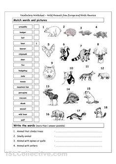 Animals of North America Worksheet Image