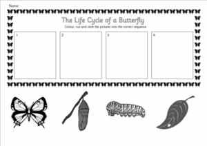 Butterfly Life Cycle Sequencing Worksheet Image