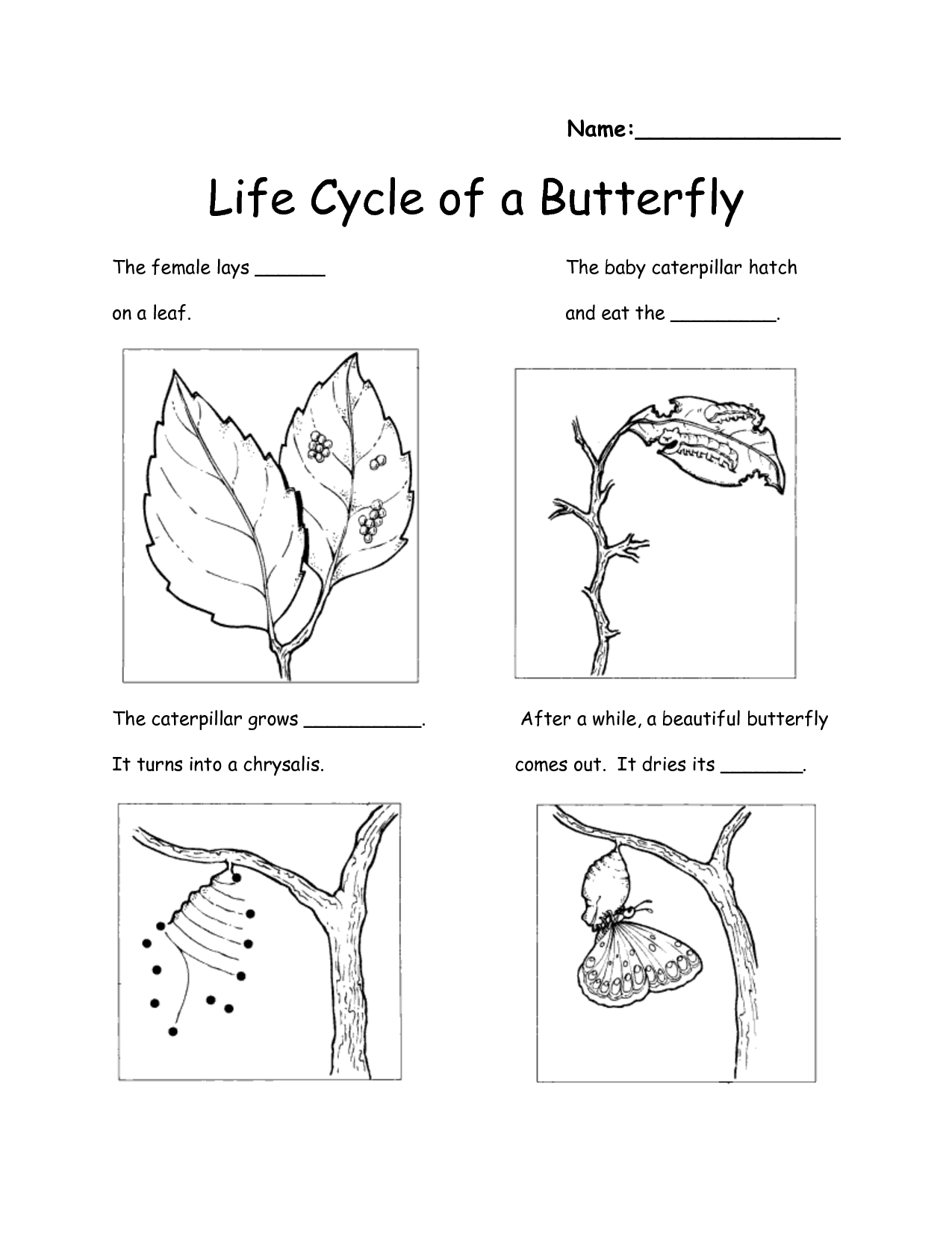 Butterfly Life Cycle Worksheet Image